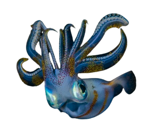 bigfin-reef-squid